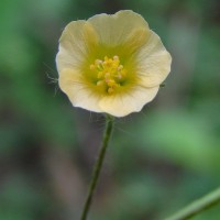 Sida cordata (Burm.f.) Borss.Waalk.